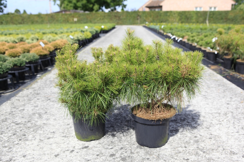 [P] Pinus densiflora 'Alice Verkade' Kont. 7,5L 30/+ cm