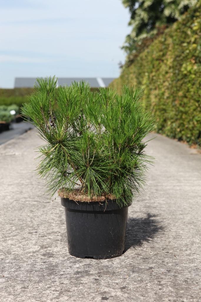 Pinus densiflora 'Alice Verkade' cont. 7,5L 30/+ cm