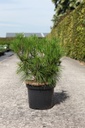 Pinus densiflora 'Alice Verkade' cont. 7,5L 30/+ cm