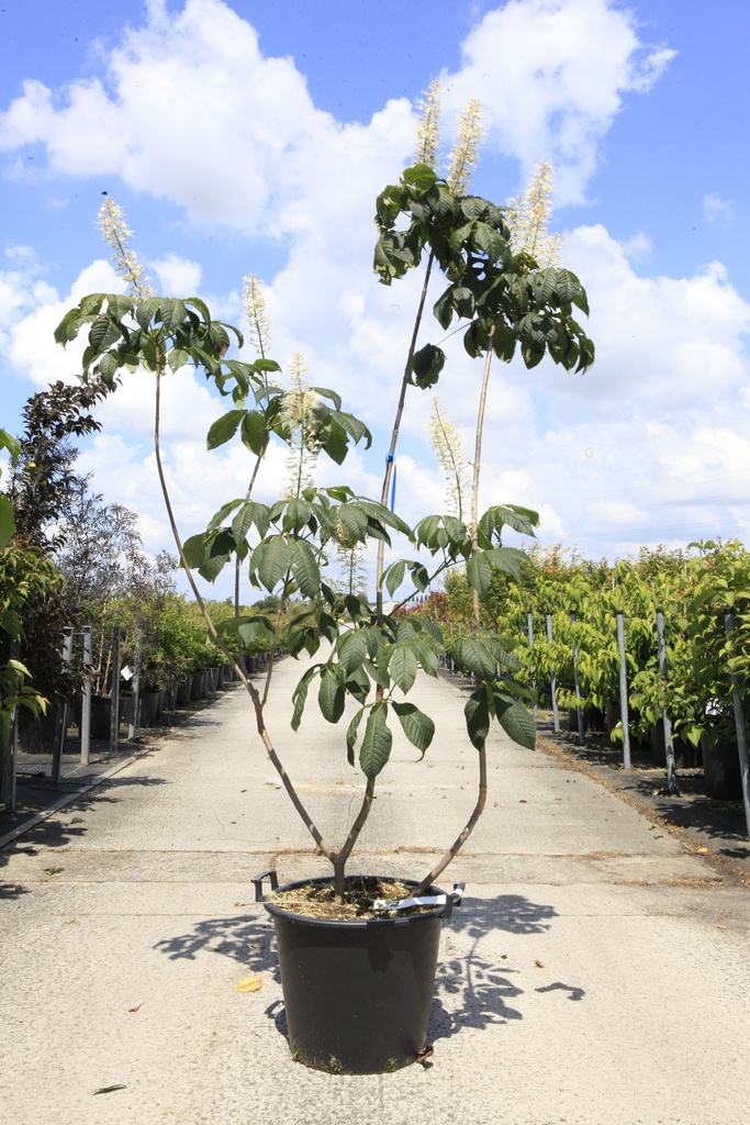 [P] Aesculus parviflora cont. 30L 125-150 cm
