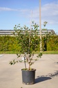 Viburnum burkwoodii cont. 18L 100/+ cm