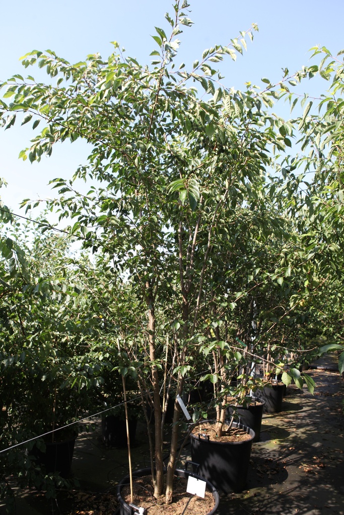 Prunus yedoensis cont. 130L 250-300 cm multi-stem