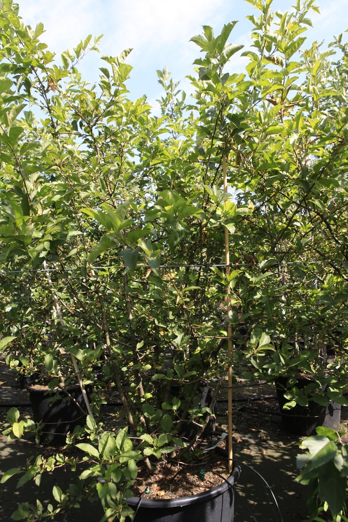 Malus toringo sargentii cont. 50L 150/+ cm multi-stem