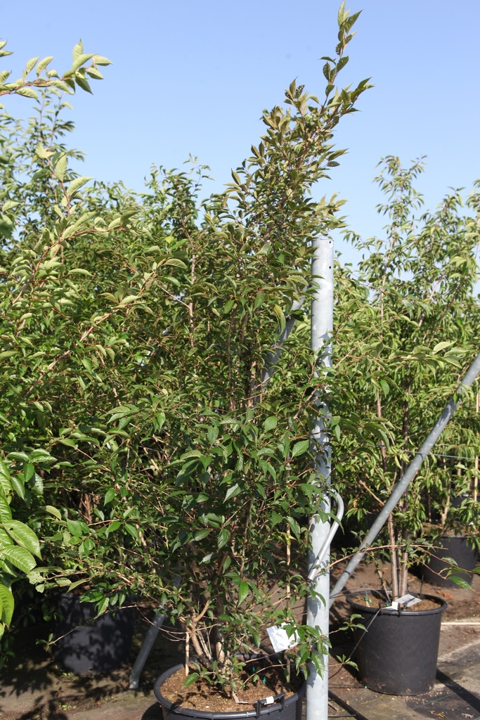 Prunus subhirtella 'Fukubana' cont. 90L 175-200 cm multi-stem