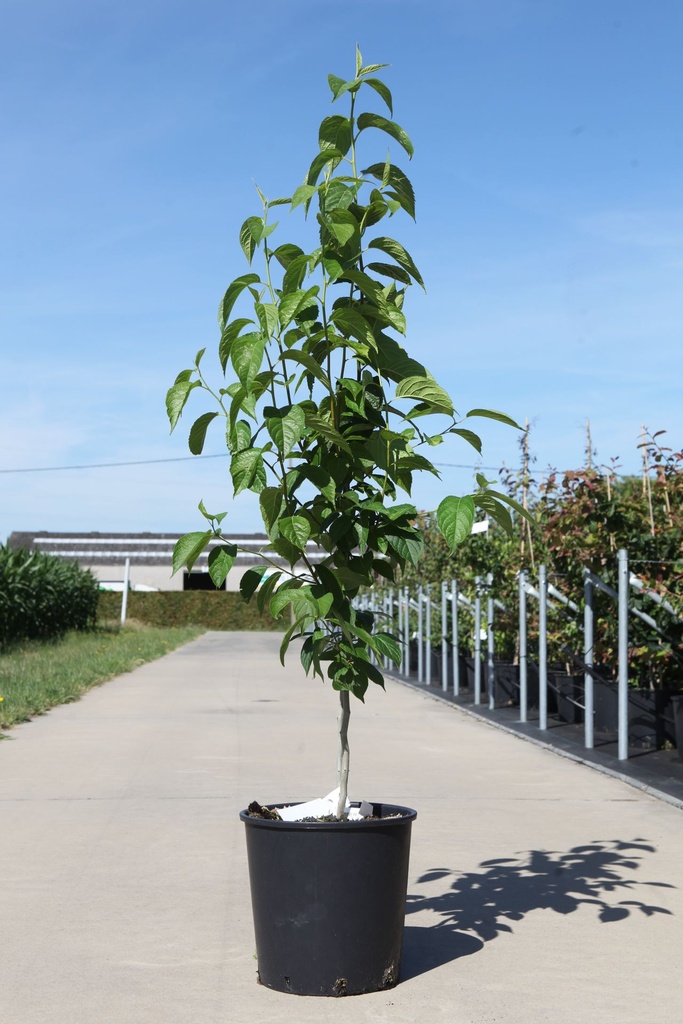 [P] Eucommia ulmoides cont. 18L 80-100 cm