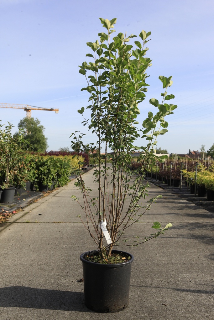 [P] Amelanchier alnifolia 'Obelisk' (PBR) cont. 15L 100/+ cm +p