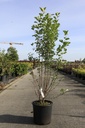 Amelanchier alnifolia 'Obelisk' (PBR) cont. 15L 100/+ cm +B