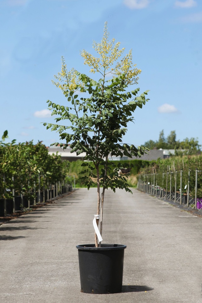 Koelreuteria paniculata cont. 15L 80-100 cm +p