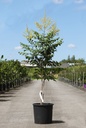 Koelreuteria paniculata cont. 15L 80-100 cm +p