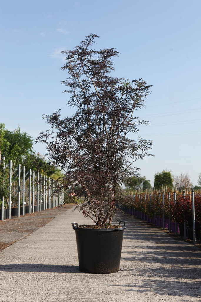 [P] Sambucus nigra BLACK LACE (PBR) cont. 70L 175/+ cm