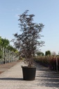 Sambucus nigra BLACK LACE (PBR) cont. 70L 175/+ cm