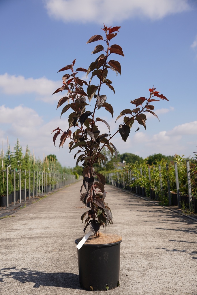 [P] Prunus serrulata 'Royal Burgundy' cont. 12L 100/+ cm +p
