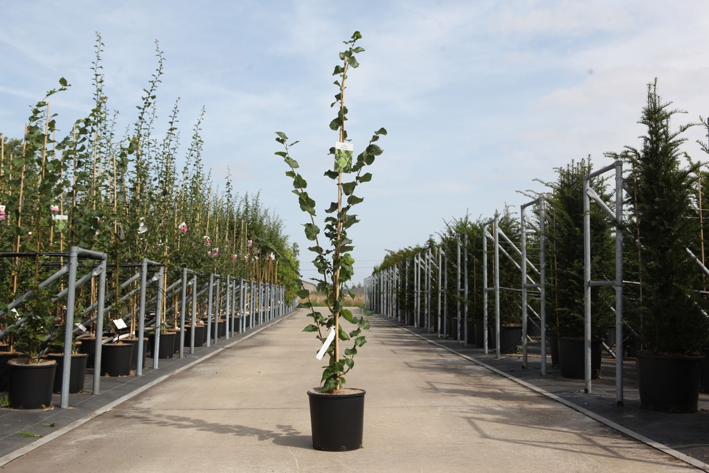 [P] Tilia cordata 'Rancho' cont. 12L 125-150 cm feathered +ф