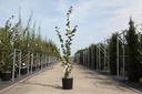 Tilia cordata 'Rancho' cont. 12L 125-150 cm feathered +ф