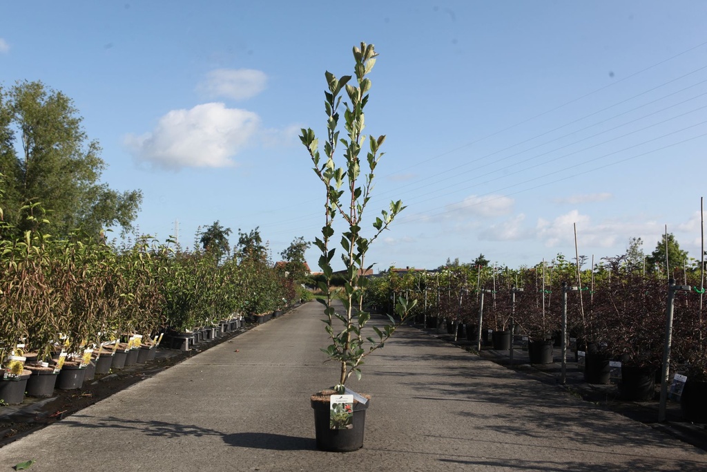 [P] Crataegus lavalleei 'Carrierei' cont. 7,5L 80/+ cm +p