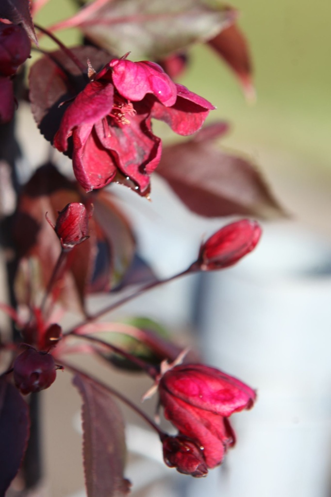 Malus 'Royalty' Kont. 5L 60/+ cm +B