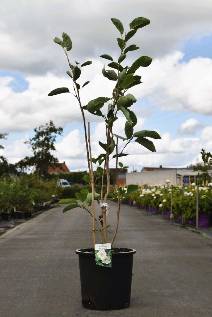 Malus 'Royalty' vaso 5L 60/+ cm +f