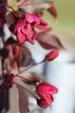 Malus 'Royalty' Kont. 5L 60/+ cm +B