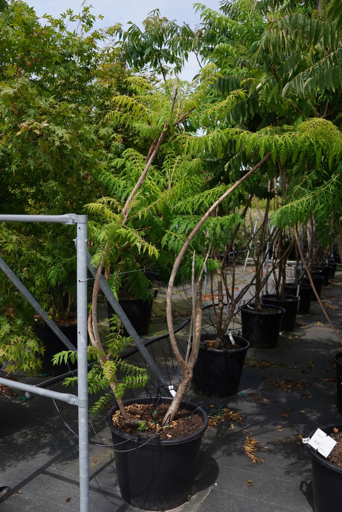 Rhus typhina 'Dissecta' cont. 70L 175/+ cm multistam