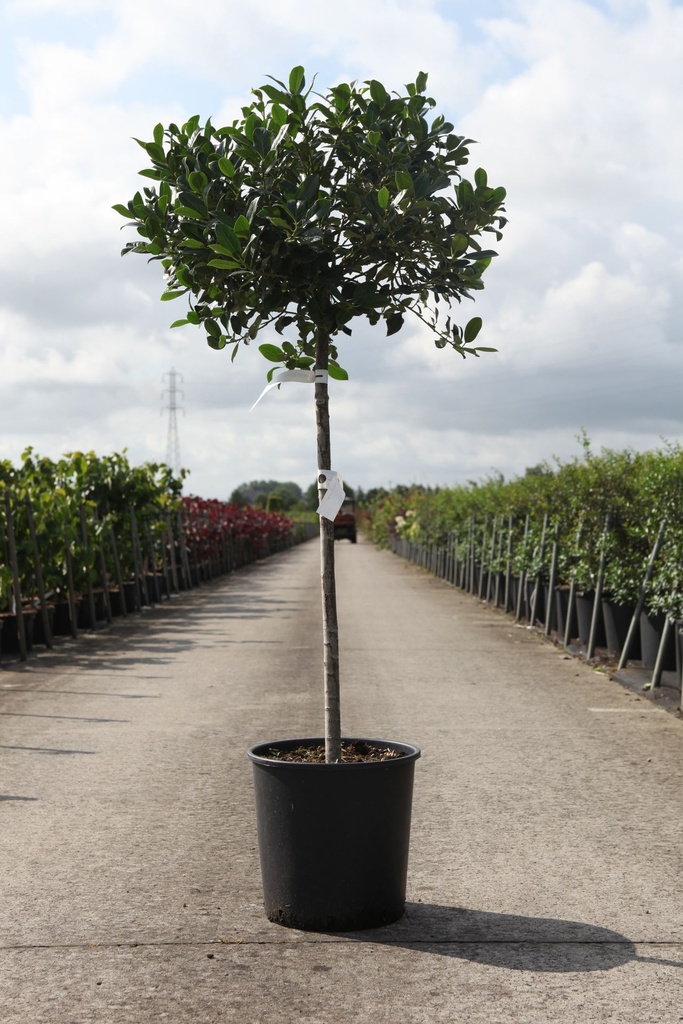 Ilex aquifolium 'J.C. van Tol' cont. 18L Halbstamm