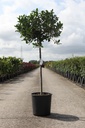 Ilex aquifolium 'J.C. van Tol' cont. 18L Halbstamm