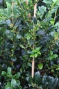 Ilex aquifolium 'J.C. van Tol' cont. 18L Halbstamm