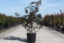 Styrax japonica EVENING LIGHT® cont. 12L 60-80 cm