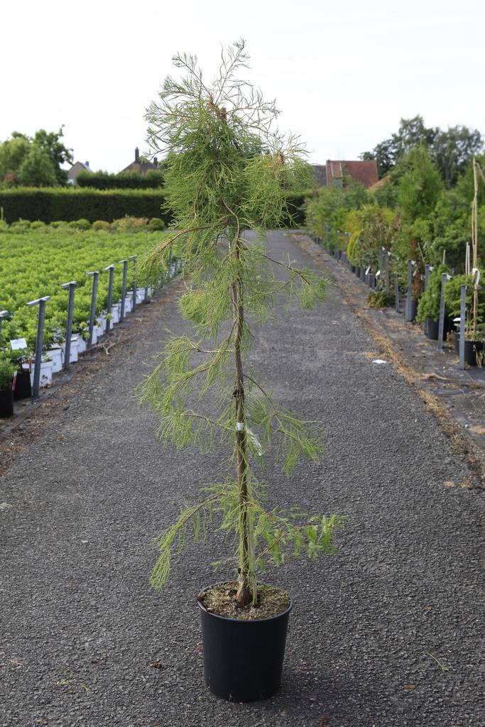 [P] Taxodium distichum 'Nutans' cont. 18L 125-150 cm