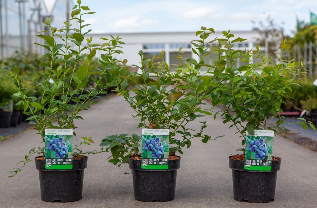 [P] Vaccinium corymbosum 'Bluecrop' cont. 3L 30-40 cm +B