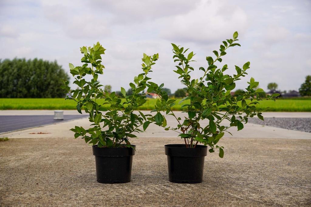 [P] Vaccinium corymbosum 'Bluecrop' poj. 3L 30-40 cm +f