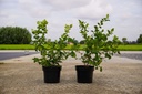 Vaccinium corymbosum 'Bluecrop' cont. 3L 30-40 cm +f