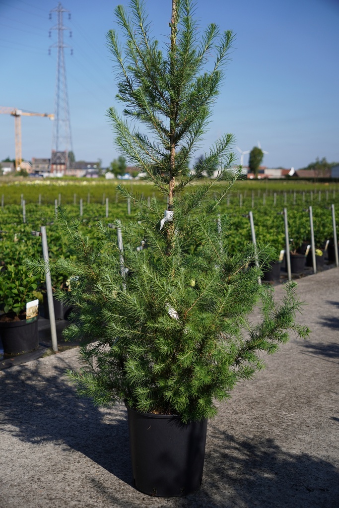 [P] Larix kaempferi cont. 18L 125-150 cm