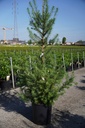 Larix kaempferi cont. 18L 125-150 cm