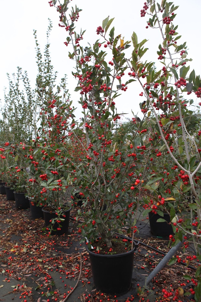 Crataegus lavalleei 'Carrierei' cont. 70L 150-175 cm multi-stem