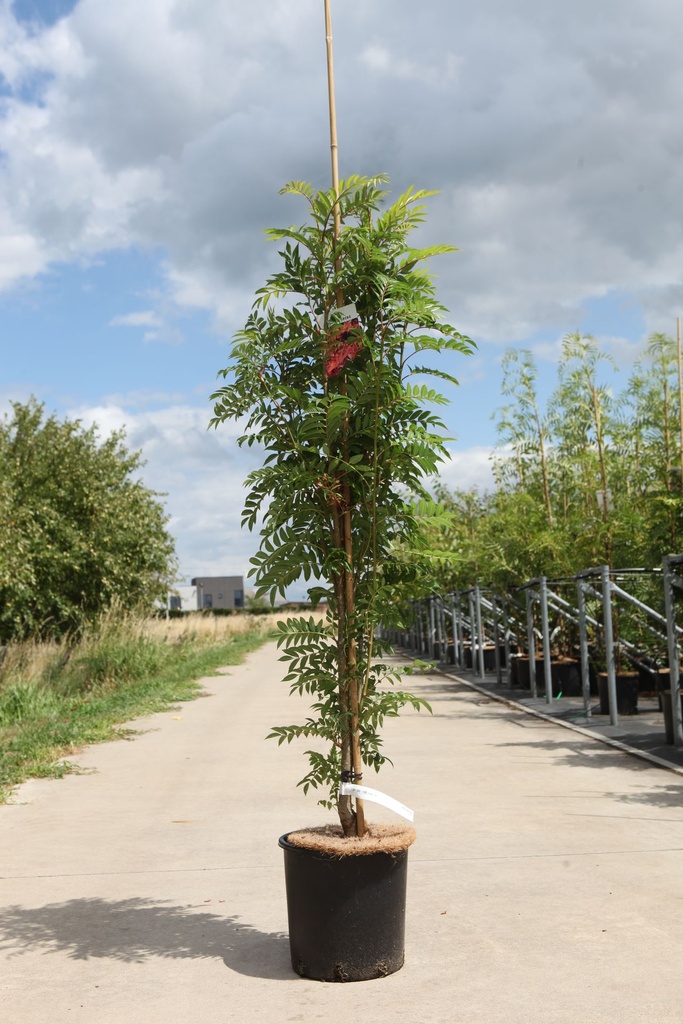 Sorbus 'Autumn Spire' cont. 12L 175/+ cm spil +f
