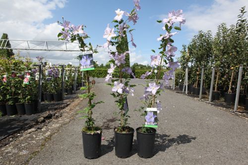 Clematis 'Blue Angel' cont. 3L high 80-100 cm +p