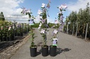 Clematis 'Blue Angel' cont. 3L haut 80-100 cm +p