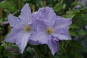 Clematis 'Blue Angel' cont. 3L high 80-100 cm +p