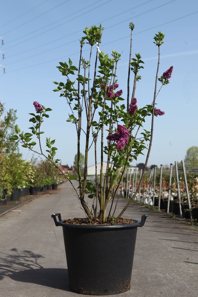 Syringa vulgaris 'Charles Joly' cont. 50L 100-125 cm