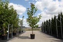 Magnolia kobus cont. 18L 200/+ cm feathered +ф