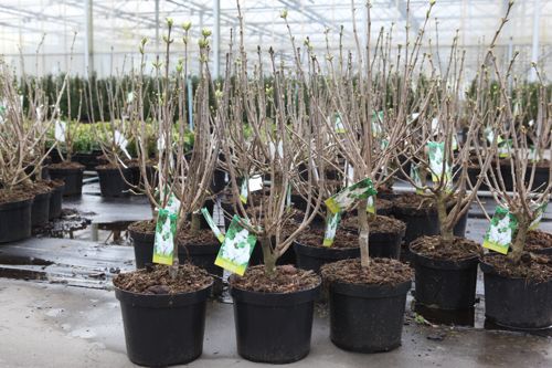 Syringa vulgaris 'Mme Lemoine' cont. 70L 150-175 cm