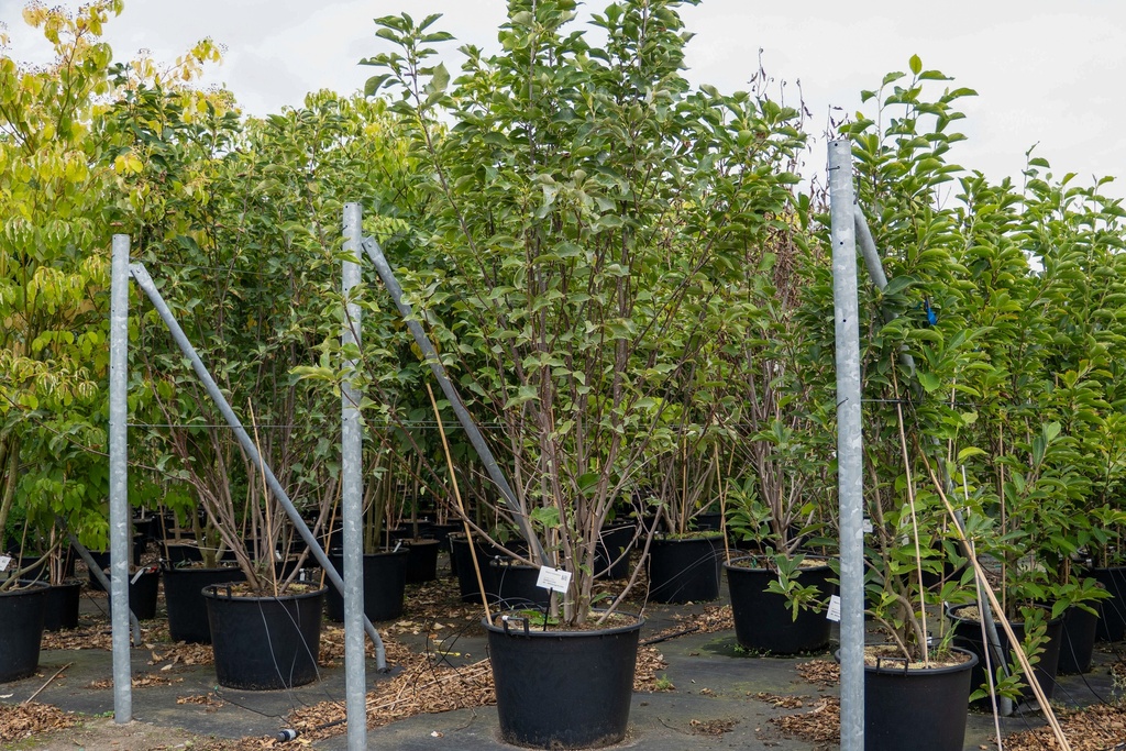 [P] Magnolia soulangeana cont. 130L 175-200 cm
