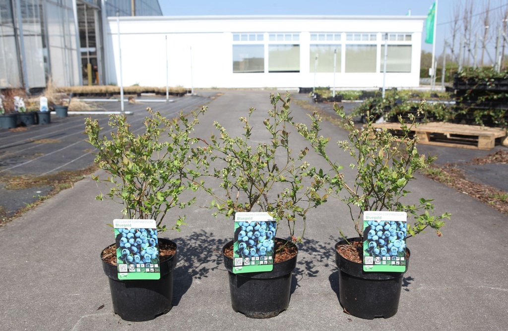 [P] Vaccinium corymbosum 'Bluegold' cont. 3L 30-40 cm +p