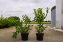 Vaccinium corymbosum 'Bluegold' kont. 3L 30-40 cm +f
