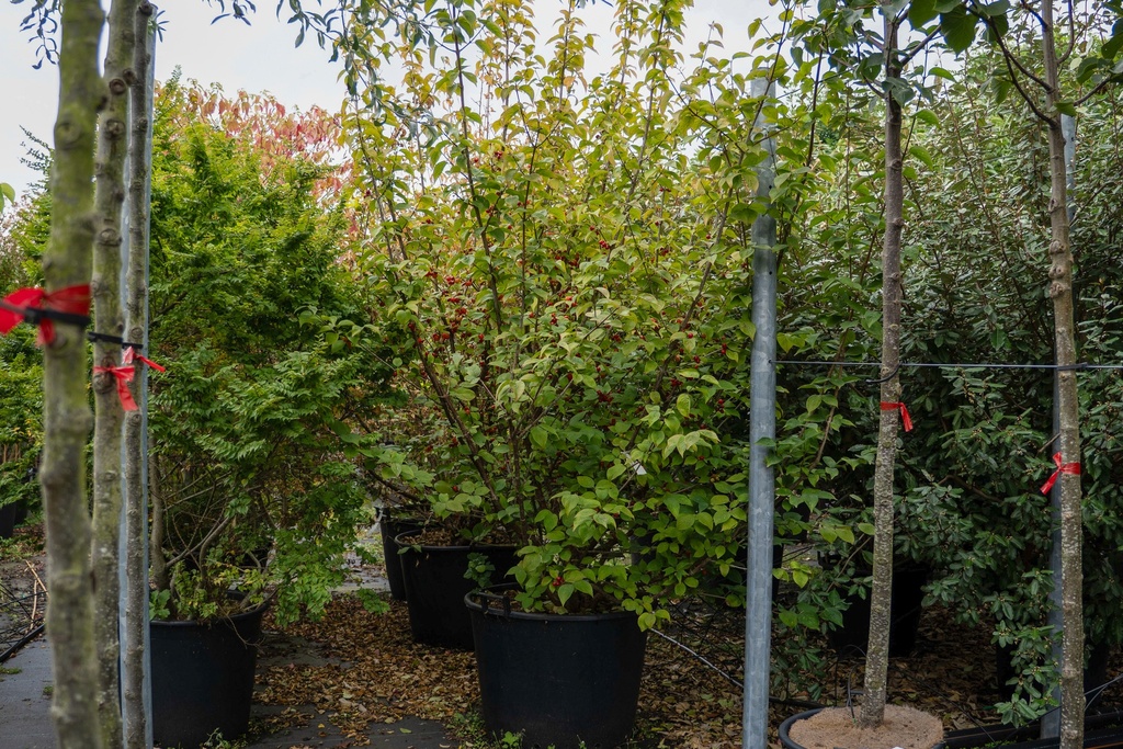 [P] Cornus officinalis Kont. 130L 200-250 cm