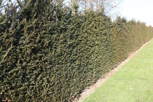 [P] Taxus baccata cont. 30L 125-150 cm
