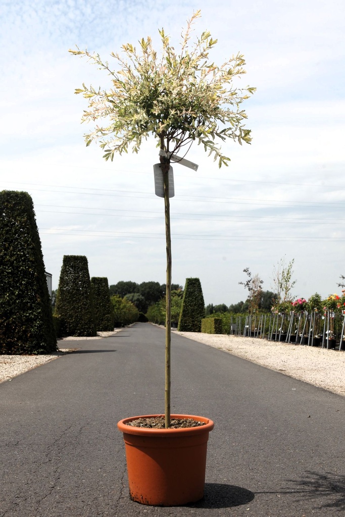 [P] Salix integra 'Hakuro-nishiki' cont. 22L terra 100 cm tige +p