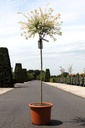 Salix integra 'Hakuro-nishiki' cont. 20L 100 cm standard +p