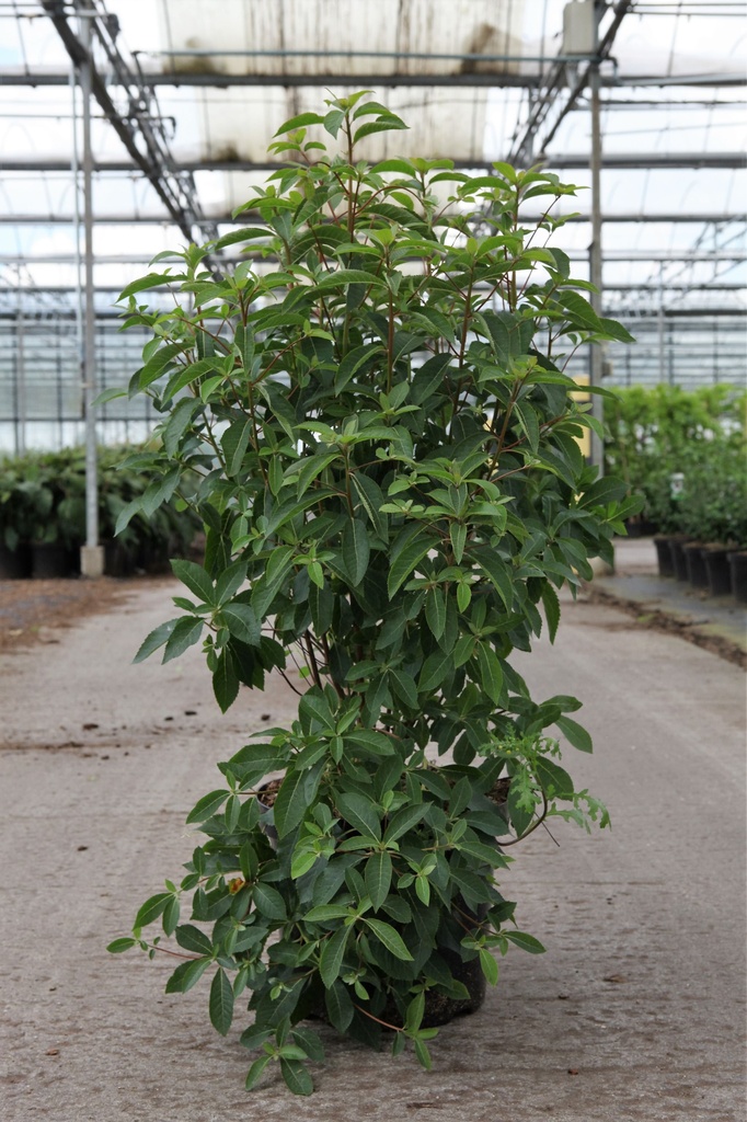 Clethra barbinervis cont. 10L 60-80 cm +ф
