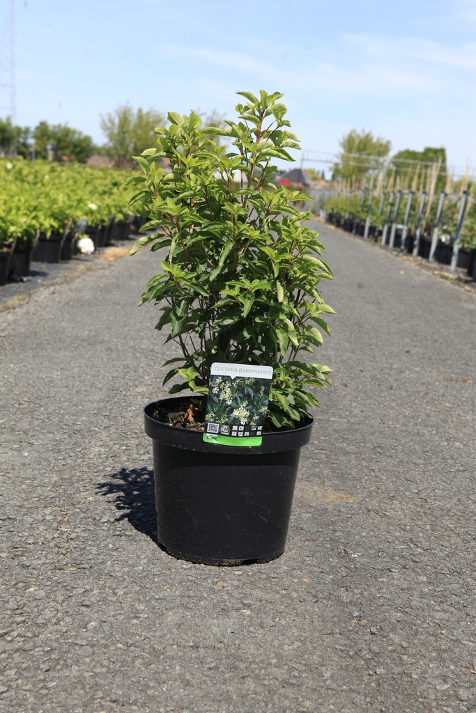 Clethra barbinervis cont. 10L 60-80 cm +ф